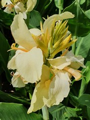 Obraz premium yellow flower