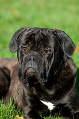 CANE CORSO