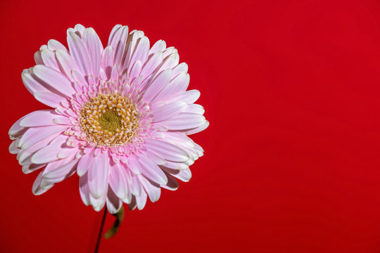 Flower Vibrance