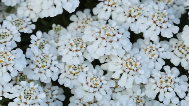 Iberis flower.Spring white flowers background.Blooming flowers background