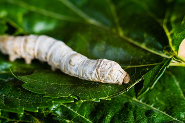 A Bombyx mori alone, silkworm, on green mulberry leaves, the only tree from which it can feed.