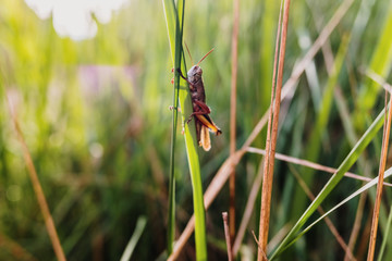 A grasshopper rests on a green leaf at sunset.