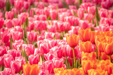 Blooming beautiful flowers in the park.