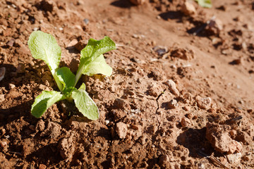 A lettuce seedling grows in a Mediterranean orchard in Spain.