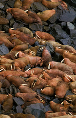 MORSE odobenus rosmarus