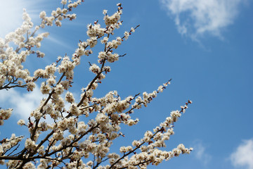 Tree branches with spring blossoms on bright blue sky background
