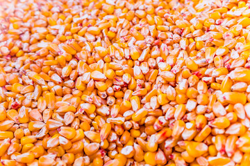 Detail of corn grains to feed hens in a farm.