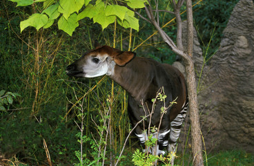OKAPI okapia johnstoni © slowmotiongli