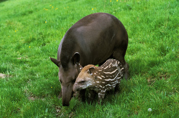 TAPIR DU BRESIL tapirus terrestris - obrazy, fototapety, plakaty