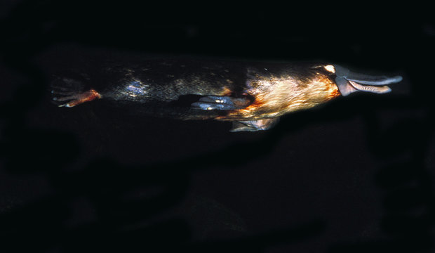 ORNITHORYNQUE ornithorhynchus anatinus