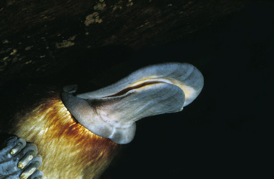 ORNITHORYNQUE ornithorhynchus anatinus
