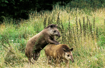 TAPIR DU BRESIL tapirus terrestris