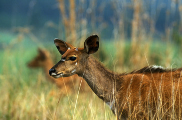 NYALA tragelaphus angasi