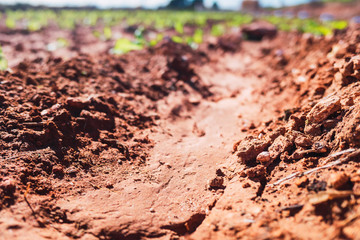 Fields of cultivation without empty plantations, focused the first plane of the ground.