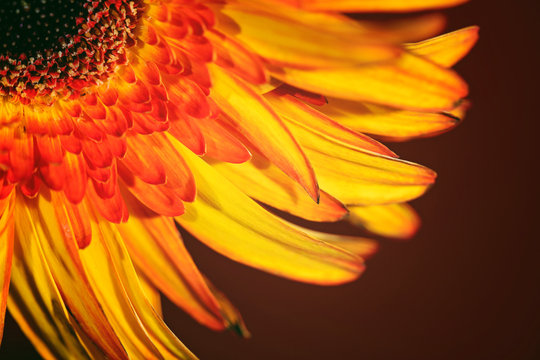 Firey Flower