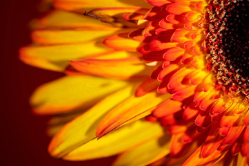 Flame Petals