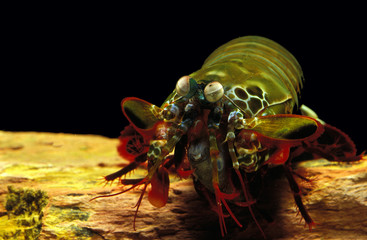 SQUILLE MANTE odontodactylus scyllarus