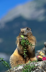 MARMOTTE DES ALPES marmota marmota