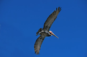PELICAN BRUN pelecanus occidentalis