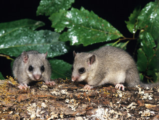LOIR glis glis