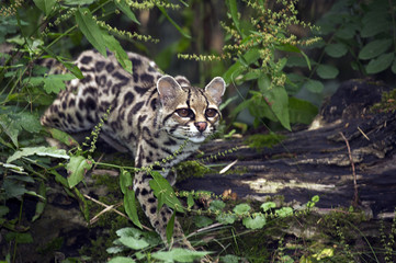 MARGAY leopardus wiedi