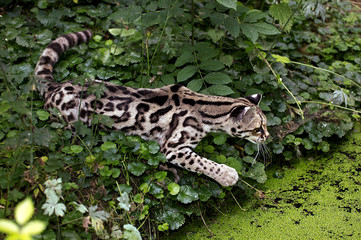 MARGAY leopardus wiedi
