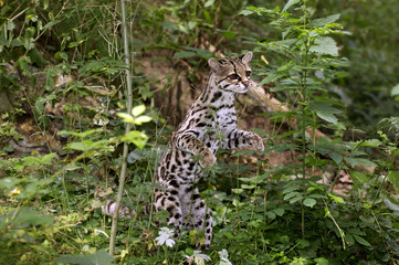 Fototapeta na wymiar MARGAY leopardus wiedi