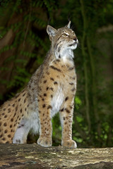 Naklejka premium LYNX BOREAL felis lynx
