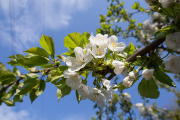 blooming apple tree in spring against blue sky
