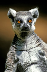 MAKI CATTA lemur catta