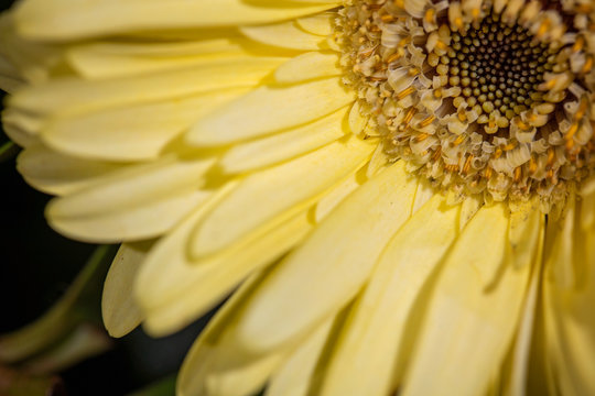 Yellow Bloom