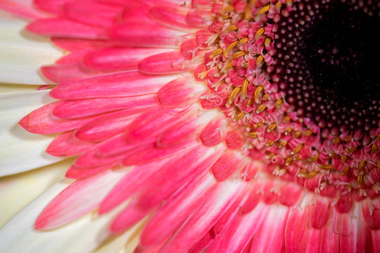 Beautiful Bloom