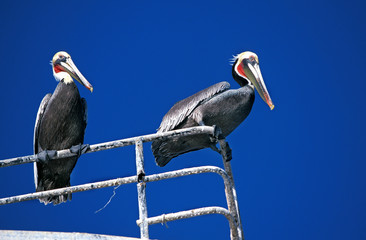 PELICAN BRUN pelecanus occidentalis