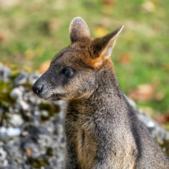 Naklejka premium Swamp Wallaby, Wallabia bicolor, is one of the smaller kangaroos