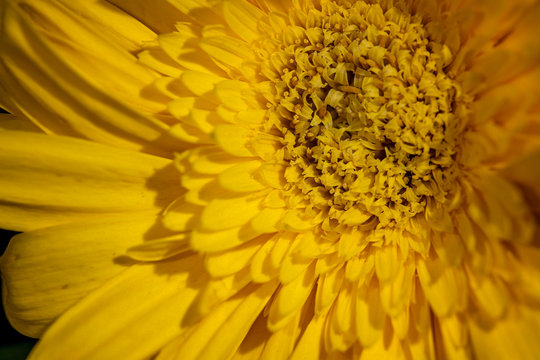 Mellow Yellow