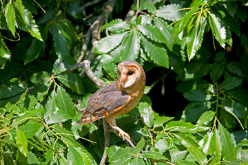 CHOUETTE EFFRAIE tyto alba