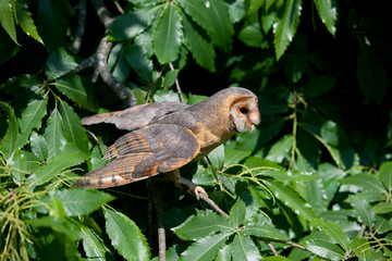 CHOUETTE EFFRAIE tyto alba