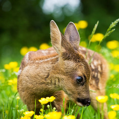 CHEVREUIL capreolus capreolus