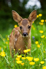CHEVREUIL capreolus capreolus