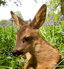 CHEVREUIL capreolus capreolus