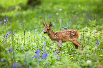 CHEVREUIL capreolus capreolus