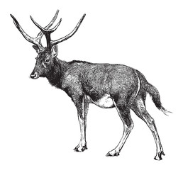 Père David's deer (Elaphurus davidianus) / vintage illustration from Brockhaus Konversations-Lexikon 1908