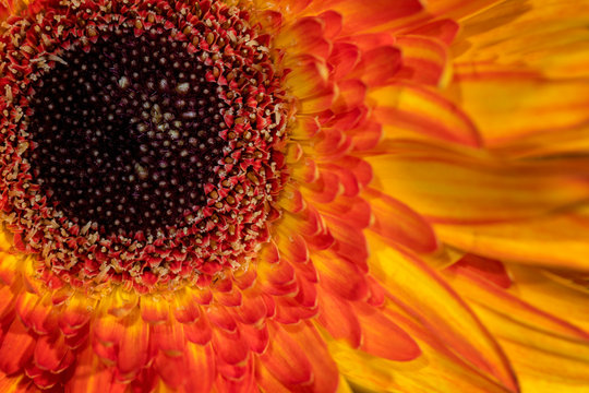 Sunburnt Gerbera