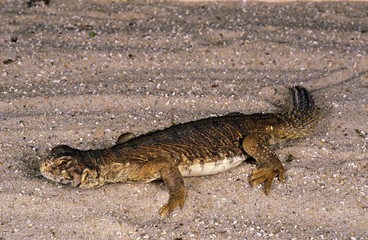 FOUETTE QUEUE D'EGYPTE uromastyx aegyptius