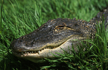 CROCODILE MARIN crocodylus porosus