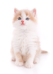 Obraz premium Cat, pet, and cute concept - kitten on a white background.