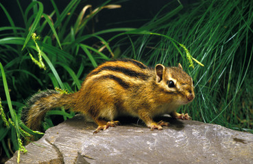 ECUREUIL DE COREE eutamia sibericus