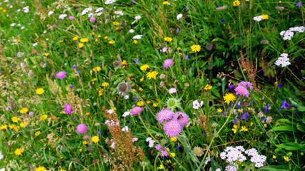 Blooming alpine meadow with bright multicolored flowers