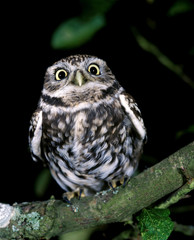 CHOUETTE CHEVECHE athene noctua