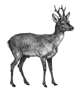 European roe deer (Capreolus capreolus) / vintage illustration from Brockhaus Konversations-Lexikon 1908